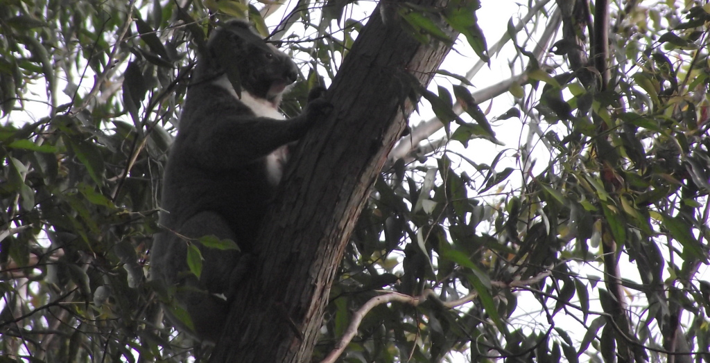 Our First Koala