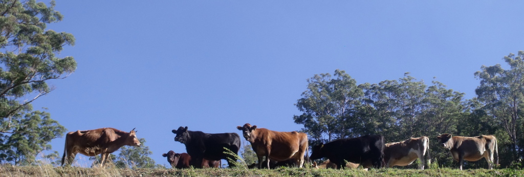 Happy Cows at Avalon