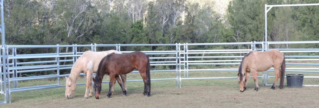 Brumbies from Guy Fawkes Heritage Horse Association