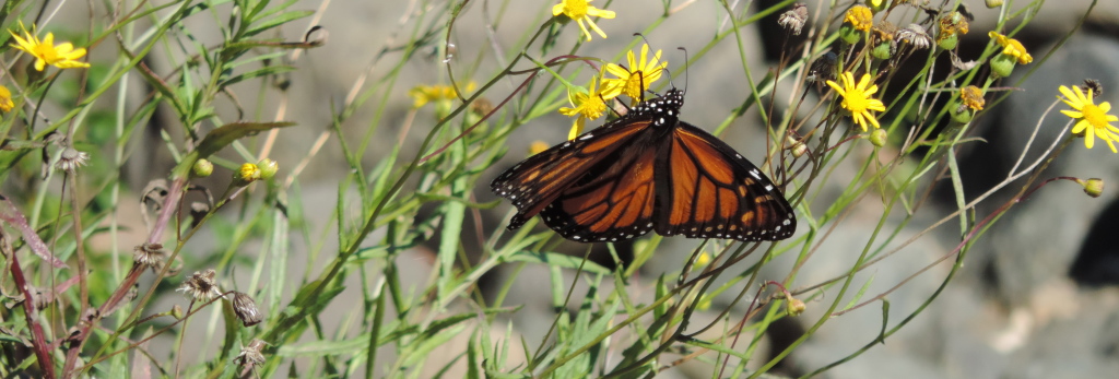 monarch butterfly